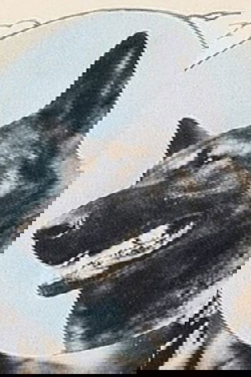 Wolfheart the Dog profile picture