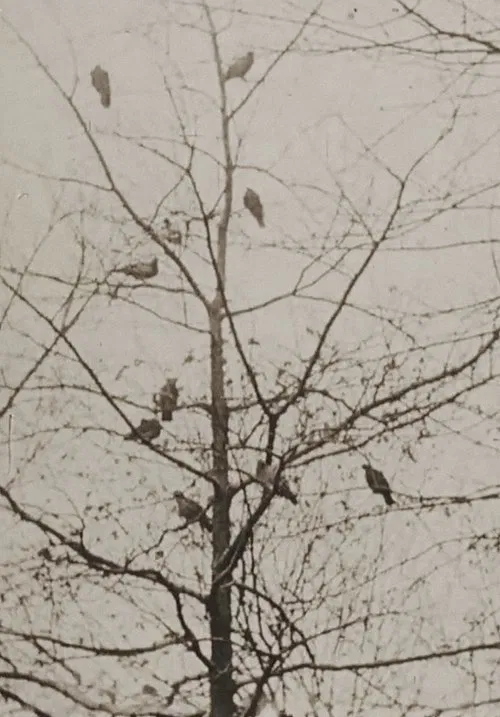 The Aviary movie poster