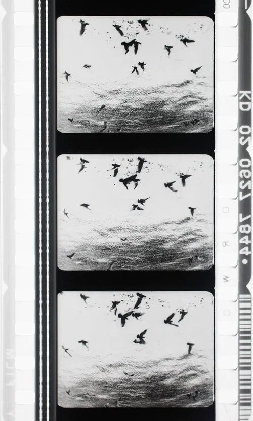 Images en négatif movie poster