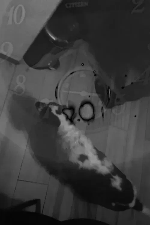 Poster do filme Tarta