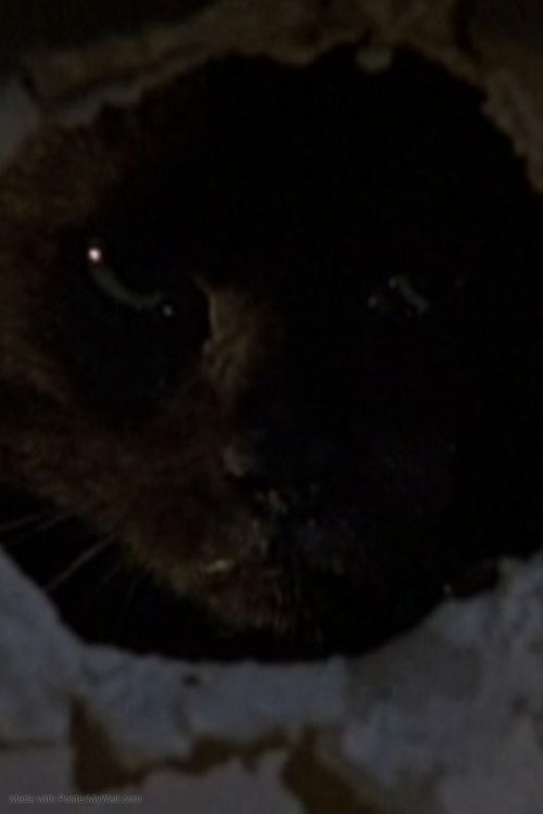 Il gatto nero movie poster