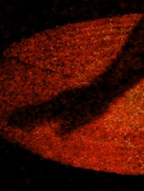 Poster do filme Materia Obscura