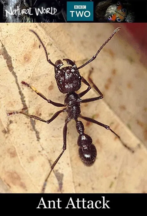 Ant Attack movie poster