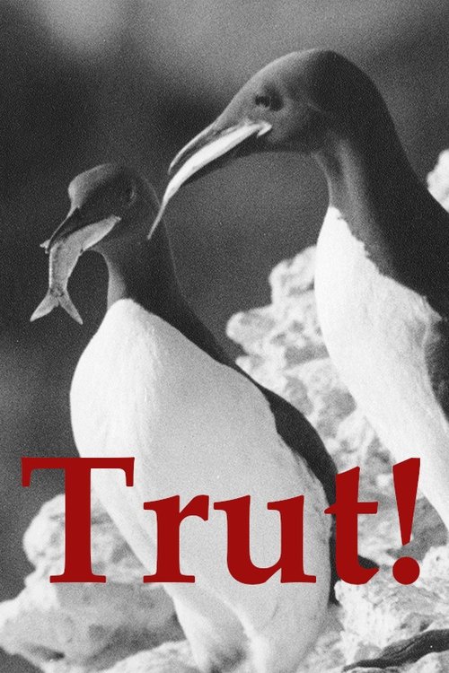 The Gulls movie poster