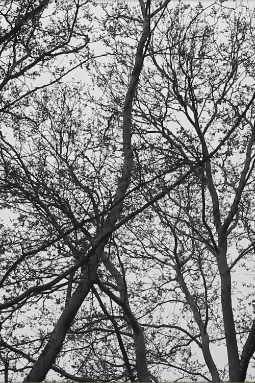 Conversations with a Koel Bird movie poster