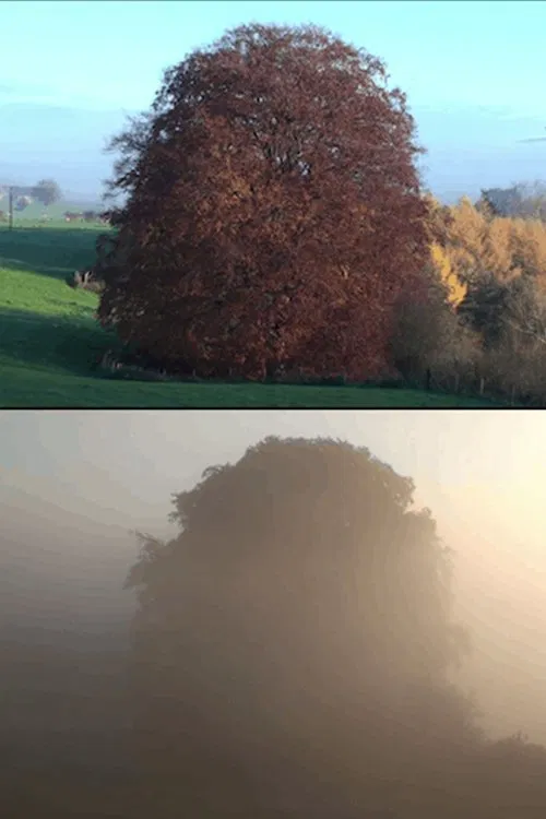 Beech Tree movie poster