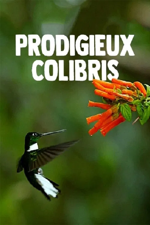 Hummingbirds: Magic in the Air movie poster
