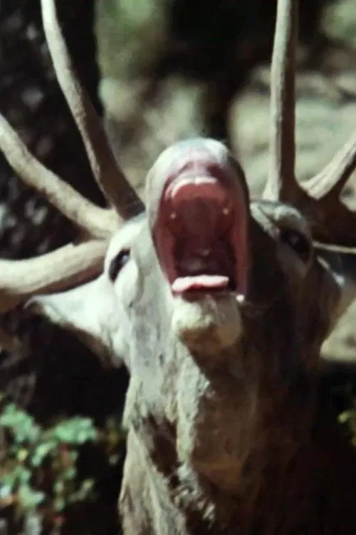 La Berrea del Ciervo movie poster