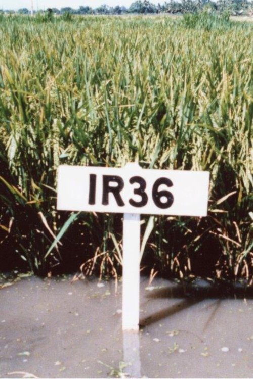 The Co-operators movie poster