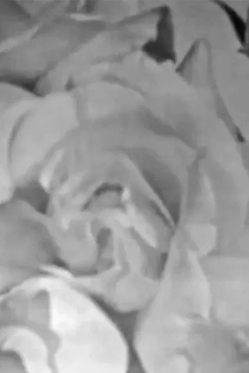 Roses in Full Colour movie poster