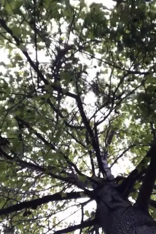 Poster do filme The Tree