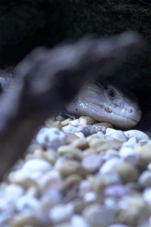 Poster do filme Shadow and Act