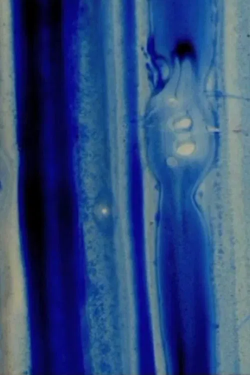 Nitro Cellulose movie poster