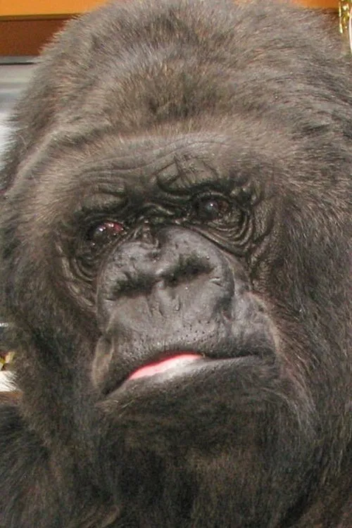 Koko profile picture