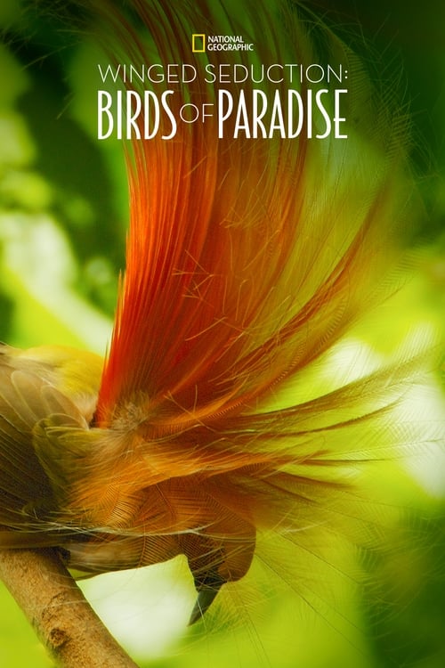 Winged Seduction: Birds of Paradise movie poster