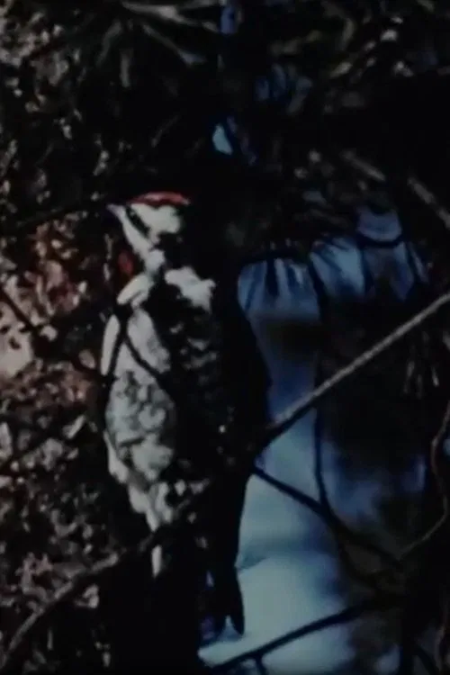 The Seasons movie poster