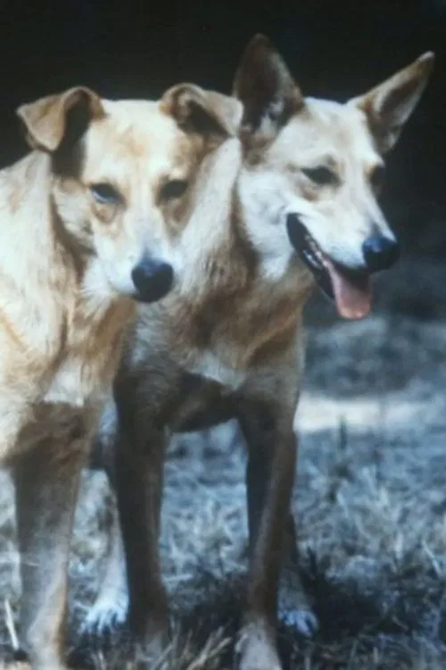 Heavy Water movie poster