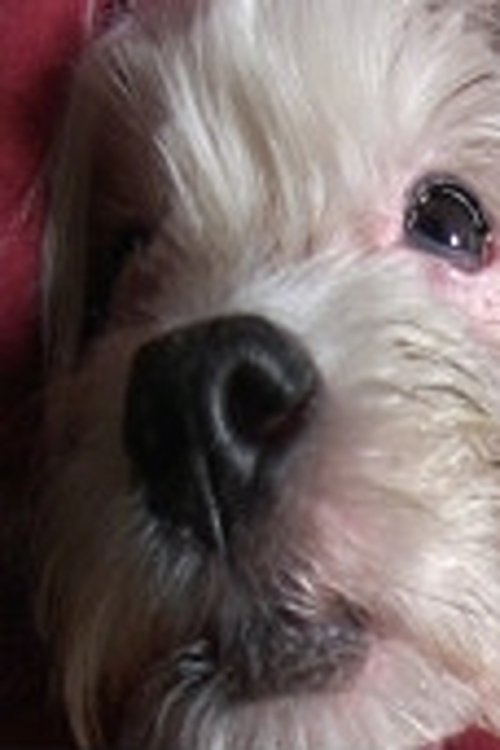 Doggy Life movie poster