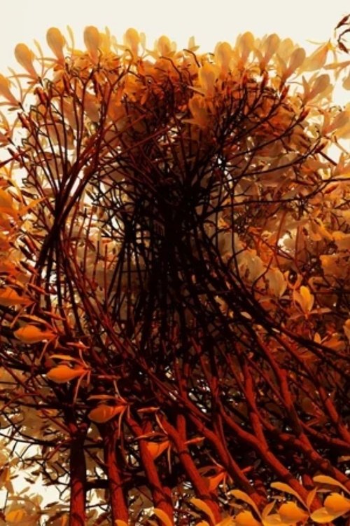 The Transient movie poster