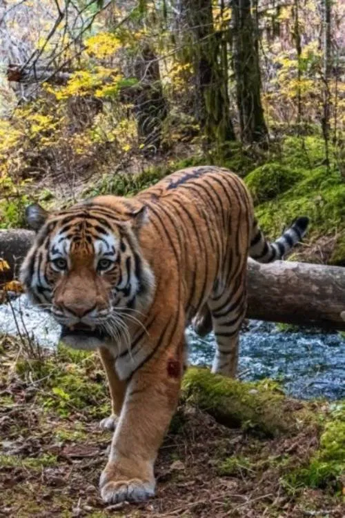 Tiger Trap movie poster