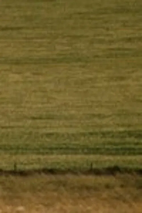 Gräser movie poster