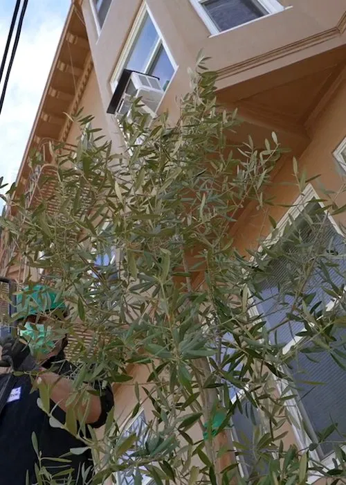 Olive for Steve movie poster