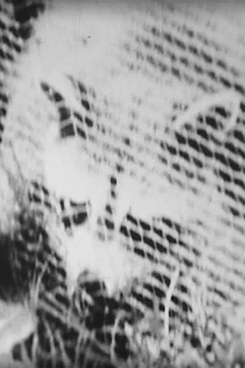 Poster do filme Imitation of South