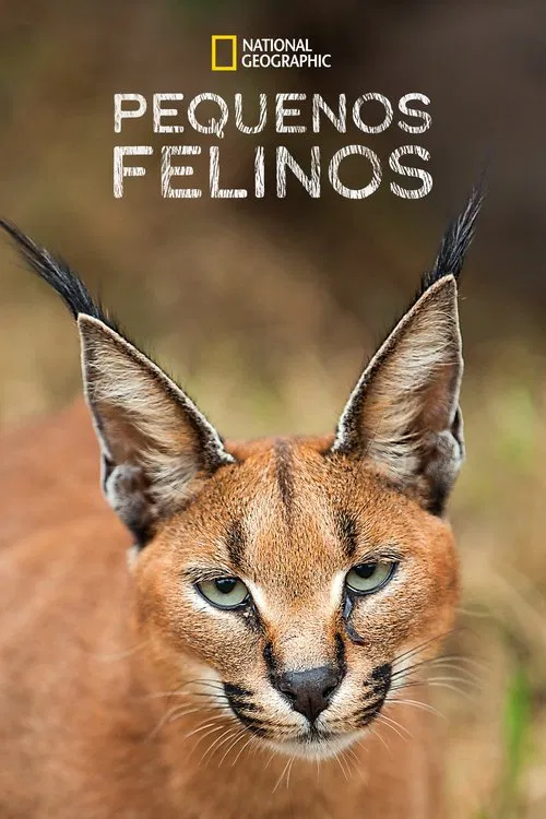 Poster do filme Pequenos Felinos