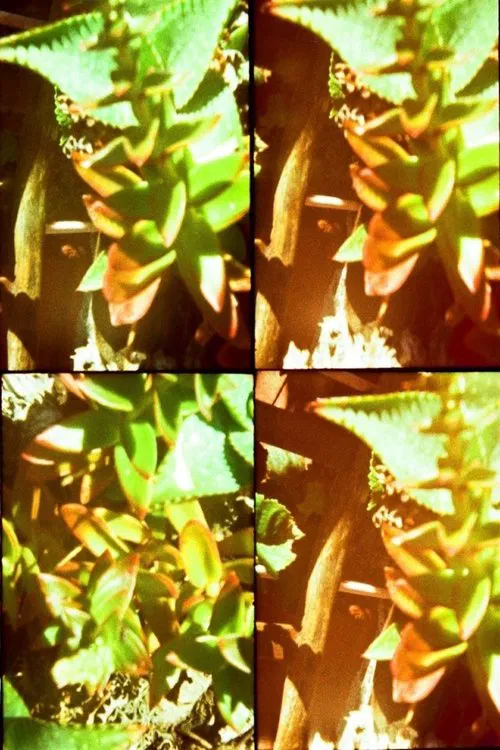 Gardens movie poster