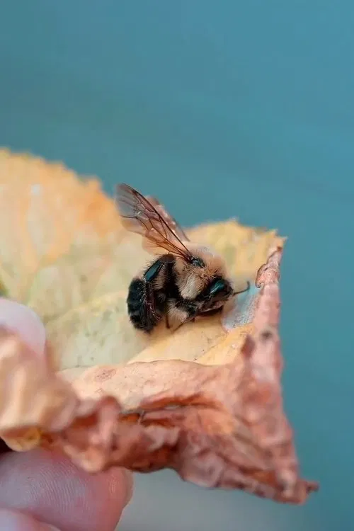 Poster do filme Des abeilles pour demain