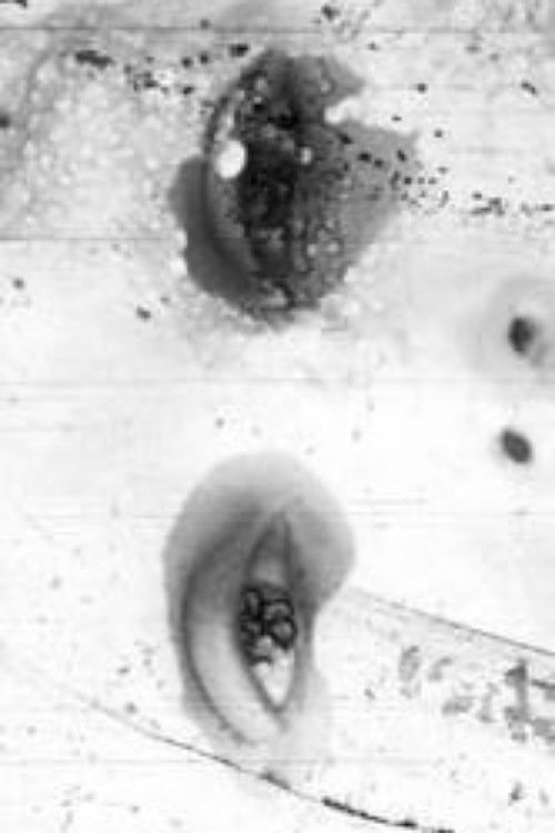 orwo foma movie poster