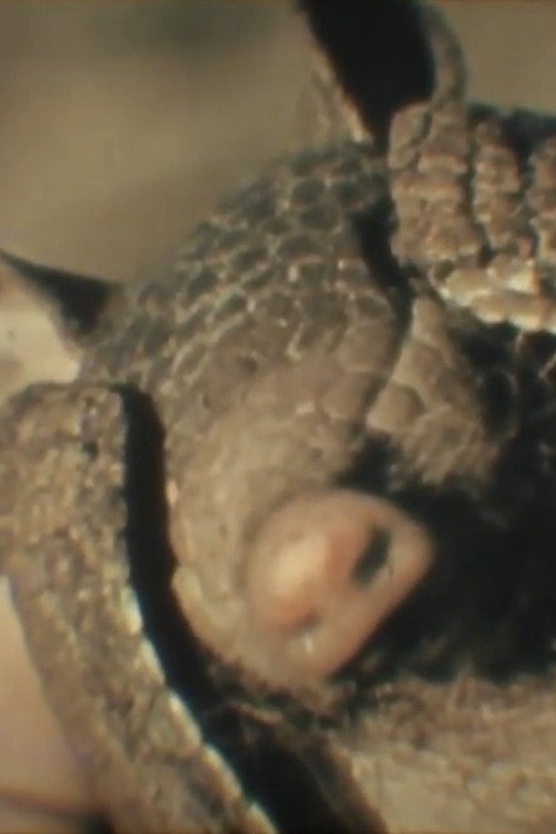 Fauna Sudamericana N°8: Mulita movie poster