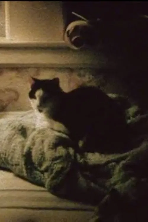 Poster do filme My Cat, My Garden, and 9/11