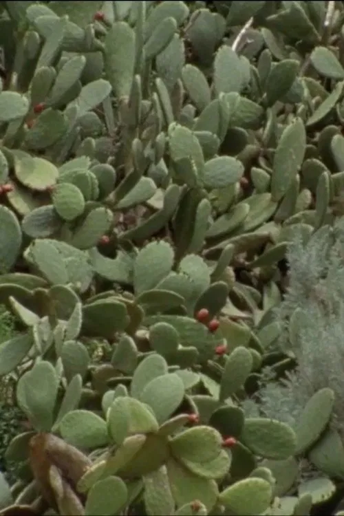 Cactus Raptus movie poster