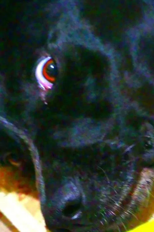 Hat, Where Is It? movie poster