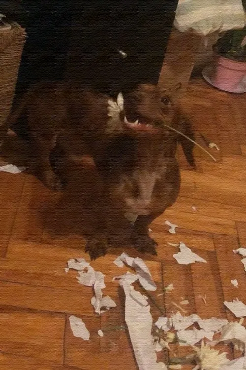 The Breakfast movie poster