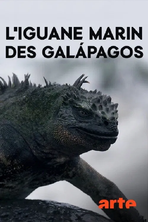 Poster do filme The Marine Iguanas of the Galapagos