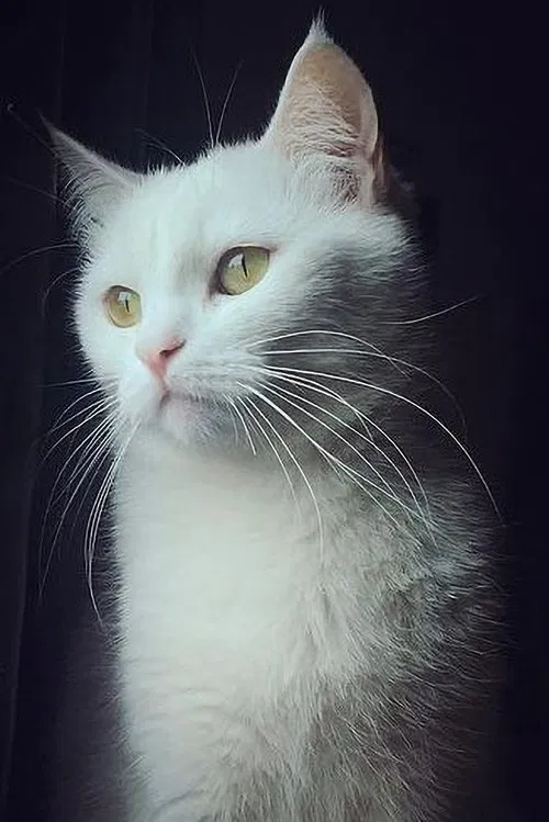 Pari profile picture