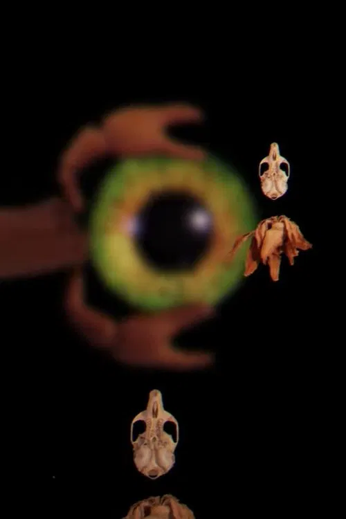 Bestiary Unknown movie poster