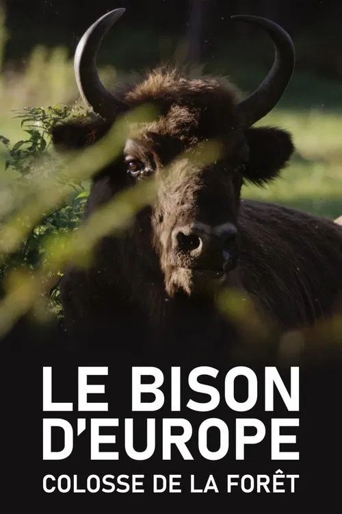Le Bison d'Europe, colosse de la forêt movie poster