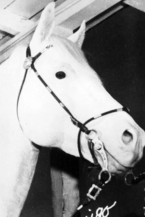 Foto de perfil de White Flash
