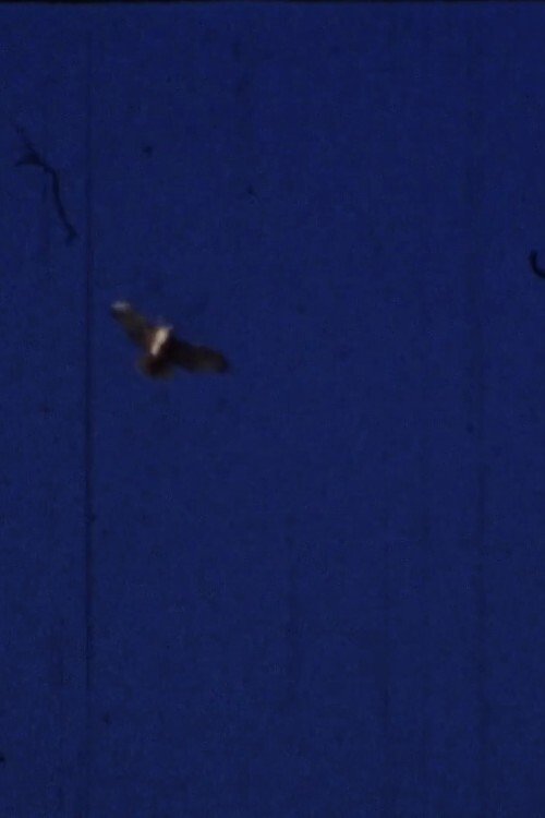 Flying Fish movie poster