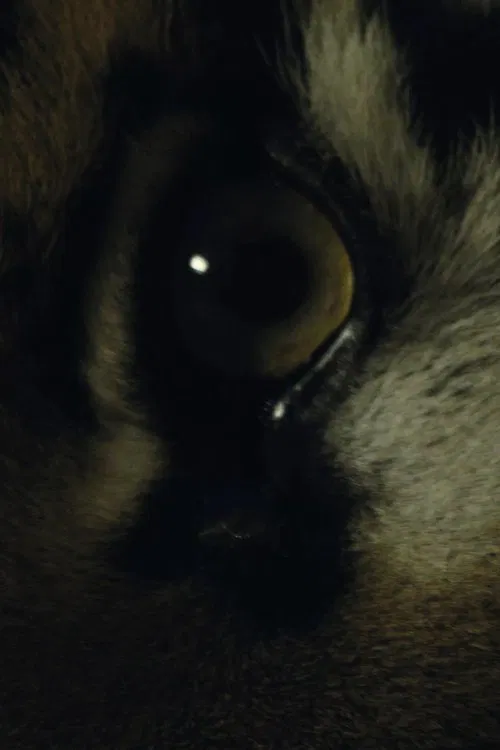 The Haunted movie poster