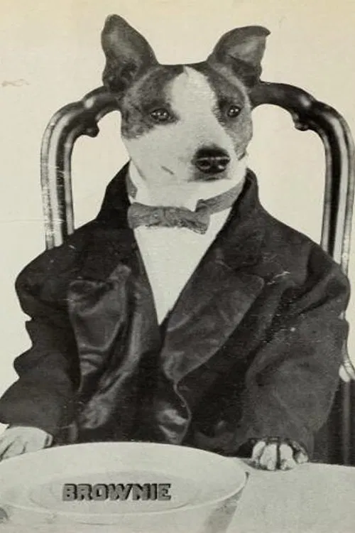 Brownie the Wonder Dog profile picture