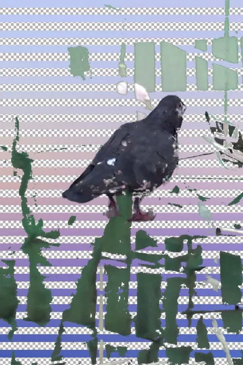 Poster do filme Tugging Diary