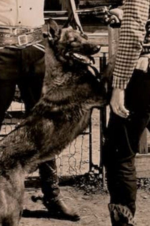 Dynamite the Dog profile picture