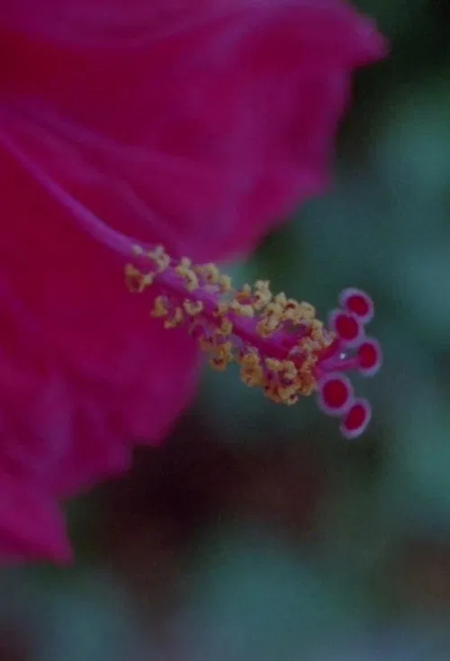 Can you spell the leaf? movie poster