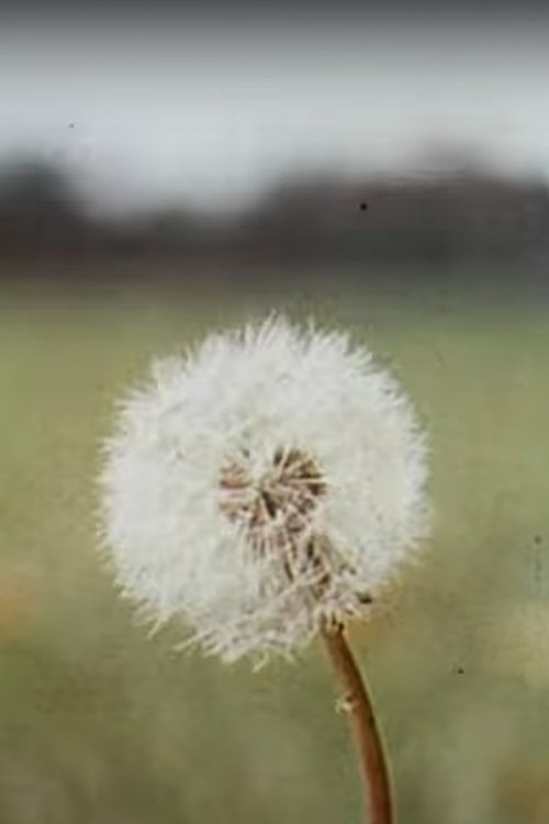 Shell Spirit movie poster