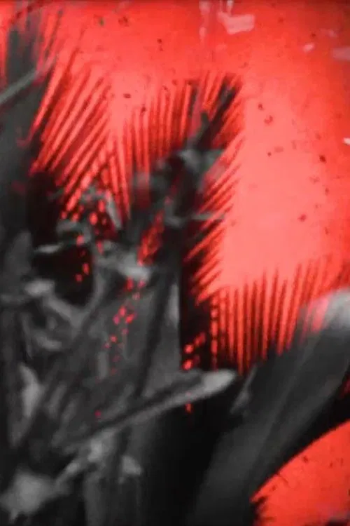 Ferns in Oakley Creek movie poster