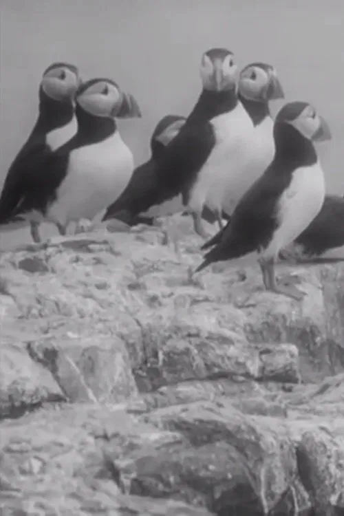 Nursery Island movie poster